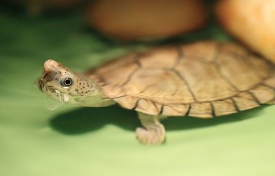 Close-up of lizard