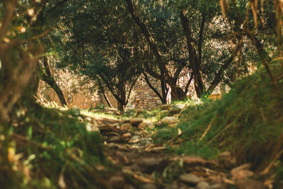 Close-up of trees growing in forest