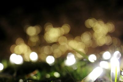 Close-up of illuminated tree at night