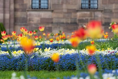 Close-up of flowering plants against blurred background