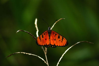 Close-up of butterfly on leaf
