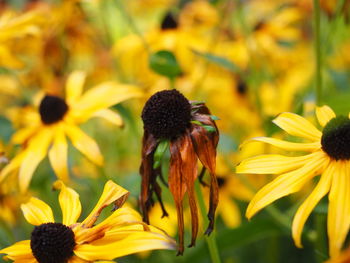 Close-up of fresh yellow gerbera daisy blooming outdoors