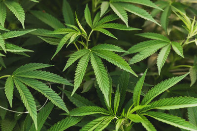 Green cannabis or hemp leaves in an outdoor farm in southern oregon, usa.