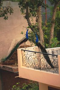 Peacocks on terrace railing