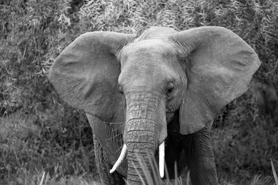 View of elephant in sunlight