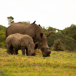 Rhinoceros grazing on grassy field against clear sky