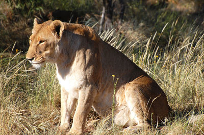 View of cat on field