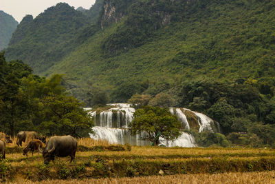 View of sheep on land