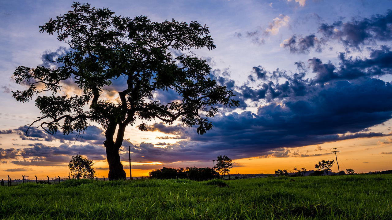 SILHOUETTE TREE ON FIELD AGAINST DRAMATIC SKY