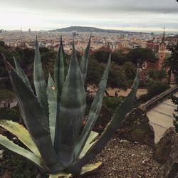 Close-up of succulent plant against sky