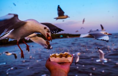 Cropped image of hand feeding seagulls