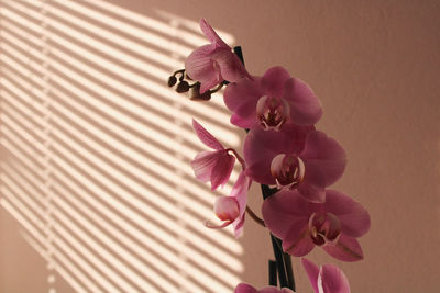 Close-up of pink orchids against wall