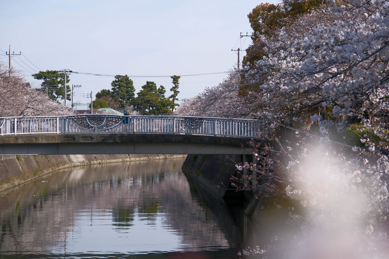 water, river, reflection, architecture, plant, tree, nature, built structure, bridge, flower, sky, waterway, outdoors, no people, day, beauty in nature, body of water, transportation, travel destinations, springtime, city, flowering plant, environment, building exterior