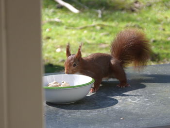 Close-up of squirrel eating food