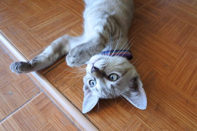 High angle view of cat lying on hardwood floor