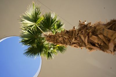 Low angle view of palm trees against clear sky