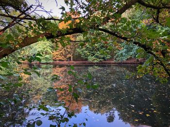 Reflection of trees in lake against sky