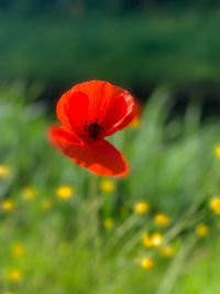 Close-up of red poppy flower