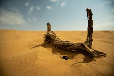 Close-up of driftwood on sand at beach against sky