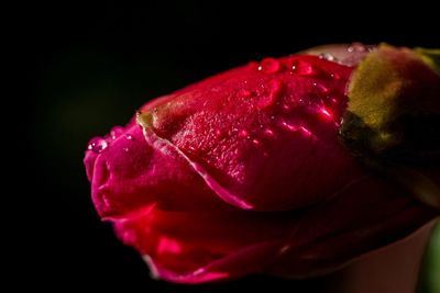 Close-up of red rose against black background