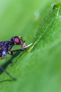 Close-up of insect on leaf