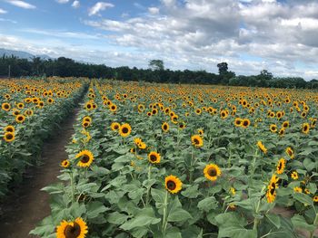 Scenic view of sunflower field against cloudy sky