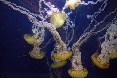 Close-up of jellyfish swimming in water