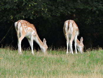 Horses grazing in a field