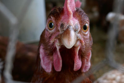 Close-up of a bird