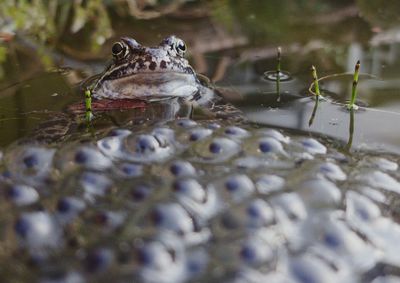 Surface level of frog in water