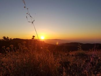 Low-angle sunset in bright orange on a hilltop.