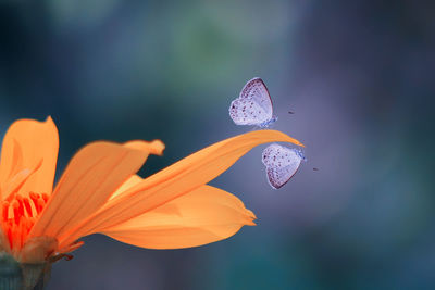 Close-up of butterflies on flower blooming outdoors