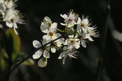 Close-up of white cherry blossom