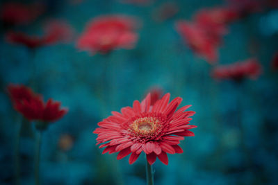 Close-up of red flower against blurred background