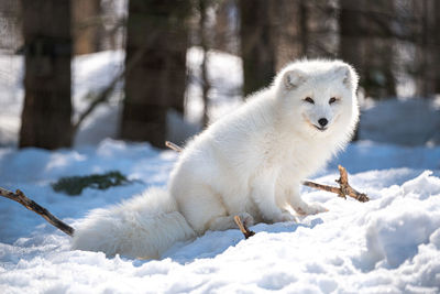 Close-up of snow fox on snow