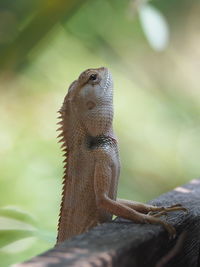 Close-up of a lizard