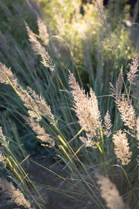 Close-up of stalks in field