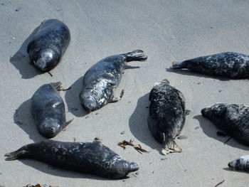 High angle view of birds on beach