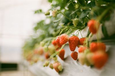 Close-up of red strawberries