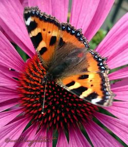 Close-up of butterfly pollinating on flower