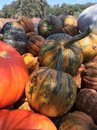 Fall pumpkin harvest with a variety of pumpkins and colors