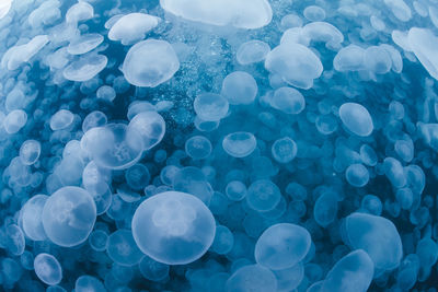 A group of jellyfish in notojima, ishikawa ,japan