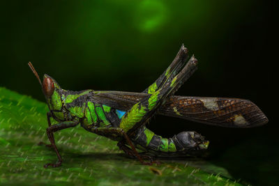 Close-up of insect