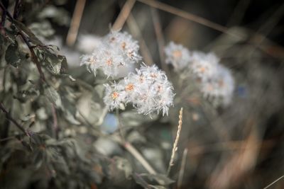 Close-up of white flowering plant