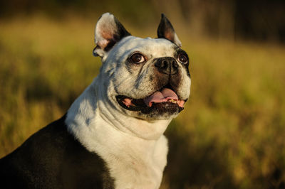 Close-up of boston terrier looking up