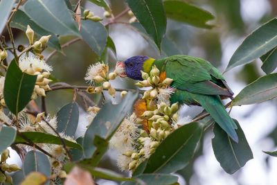 Bird eating flowering plant on tree