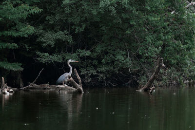 View of birds in lake