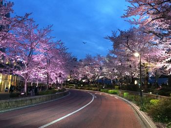 Road passing through trees