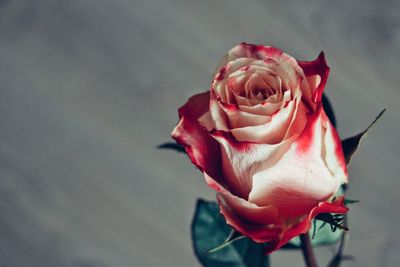 Close-up of fresh pink rose