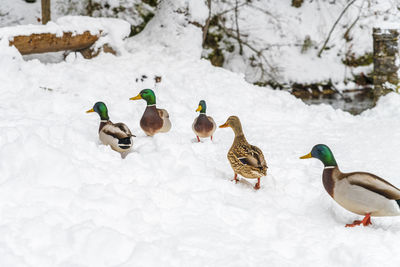 Hungry goslings on the snow. cold and snowy winter